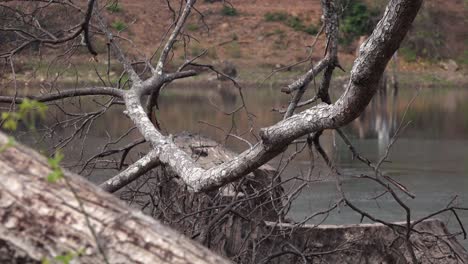 Medium-Exterior-Shot-of-Ducks-Swimming-in-the-Background-of-the-Dead-Wood-in-the-Day