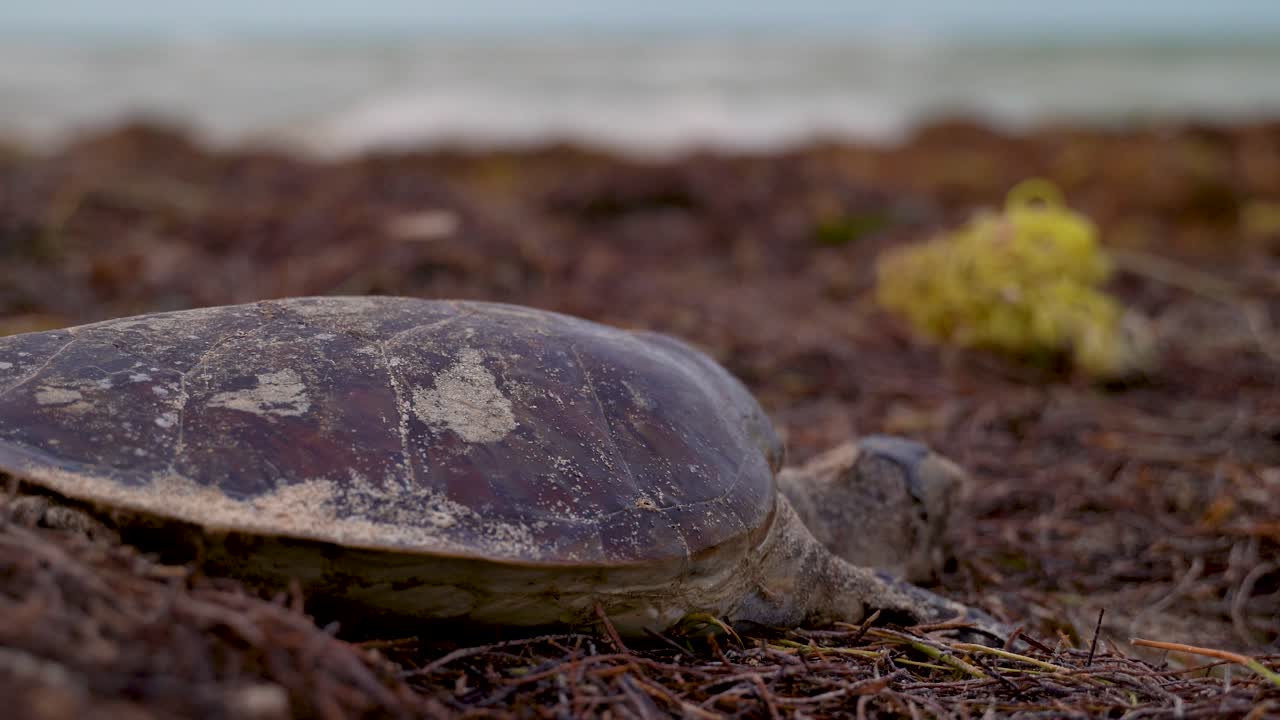 Extreme closeup of the shell of a dead sea turtle with trash and the sea in the distance