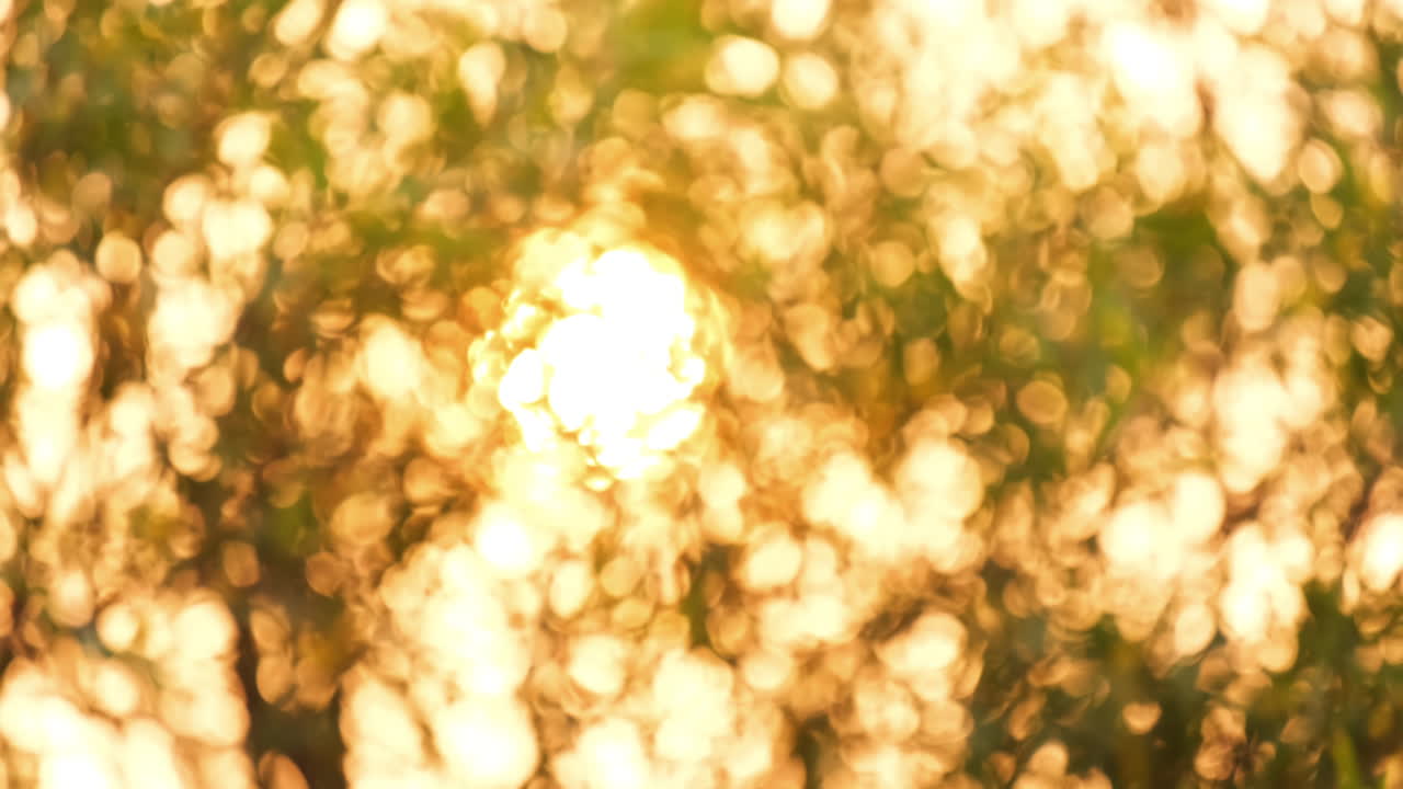 Defocused autumn colorful leaves blowing by the wind