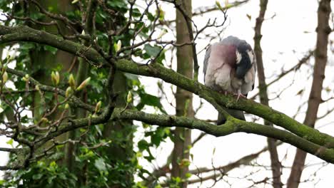 Single-wild-wood-pigeon-sitting-high-up-in-a-Sycamore-tree,-preening,-cleaning-its-feathers