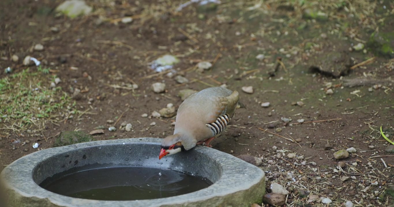 Pernice chukar che si china per bere acqua da una vasca di pietra su terreno spoglio, mostrando i fianchi barrati e il becco rosso, al Jeju Flower Bird Park Hwajoowon in Corea del Sud
