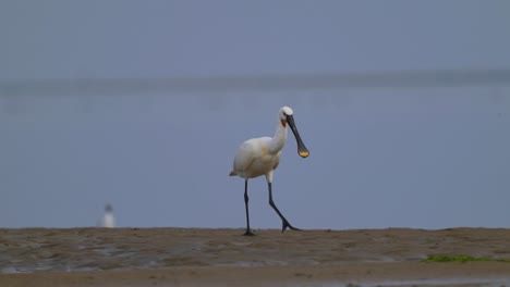 eurasian spoonbill walking on ground at texel wadden islands in netherlands