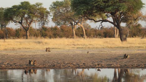 wide clip of baboons interacting beside a pool of water on a pan in khwai, botswana