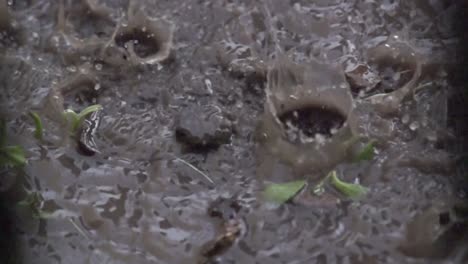 春天降雨在農地