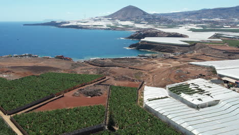 Fantástica-Toma-Aérea-De-Una-Plantación-De-Plátanos-En-El-Norte-De-Gran-Canaria,-Con-Vistas-A-La-Montaña-Gáldar-Y-Al-Océano-A-Lo-Lejos