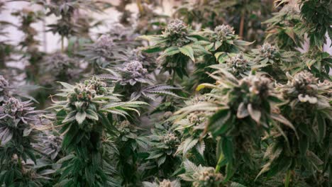 shot of a cannabis plants growing in a grow tent during flowering stage