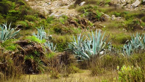 grandes plantas de agave azul verde en matorrales de vietnam, paisaje salvaje