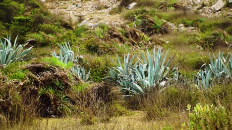 ベトナムの低木地帯にある青緑の大きなリュウゼツランの植物、荒野の風景