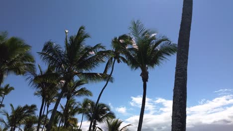 palmeras contra el fondo de las nubes
