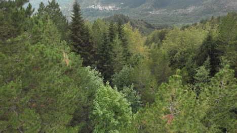 drone video flying through between tall pine tree forest tilt down gramos greece