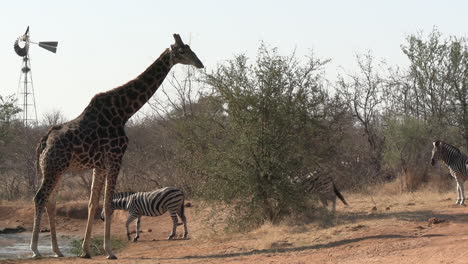 giraffe and zebra herd by watering hole in african savannah