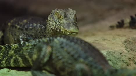 creepy little caiman on the move