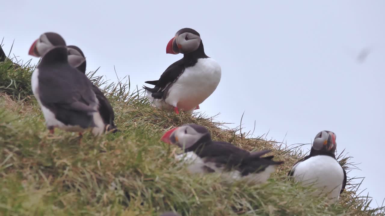 pequeño grupo de frailes atlánticos en los acantilados de los fiordos occidentales de islandia