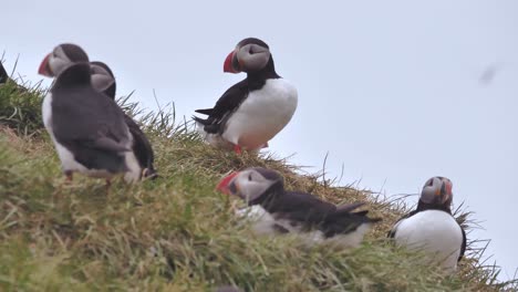 Kleine-Gruppe-Papageientaucher-Auf-Den-Klippen-Der-Westfjorde-Islands