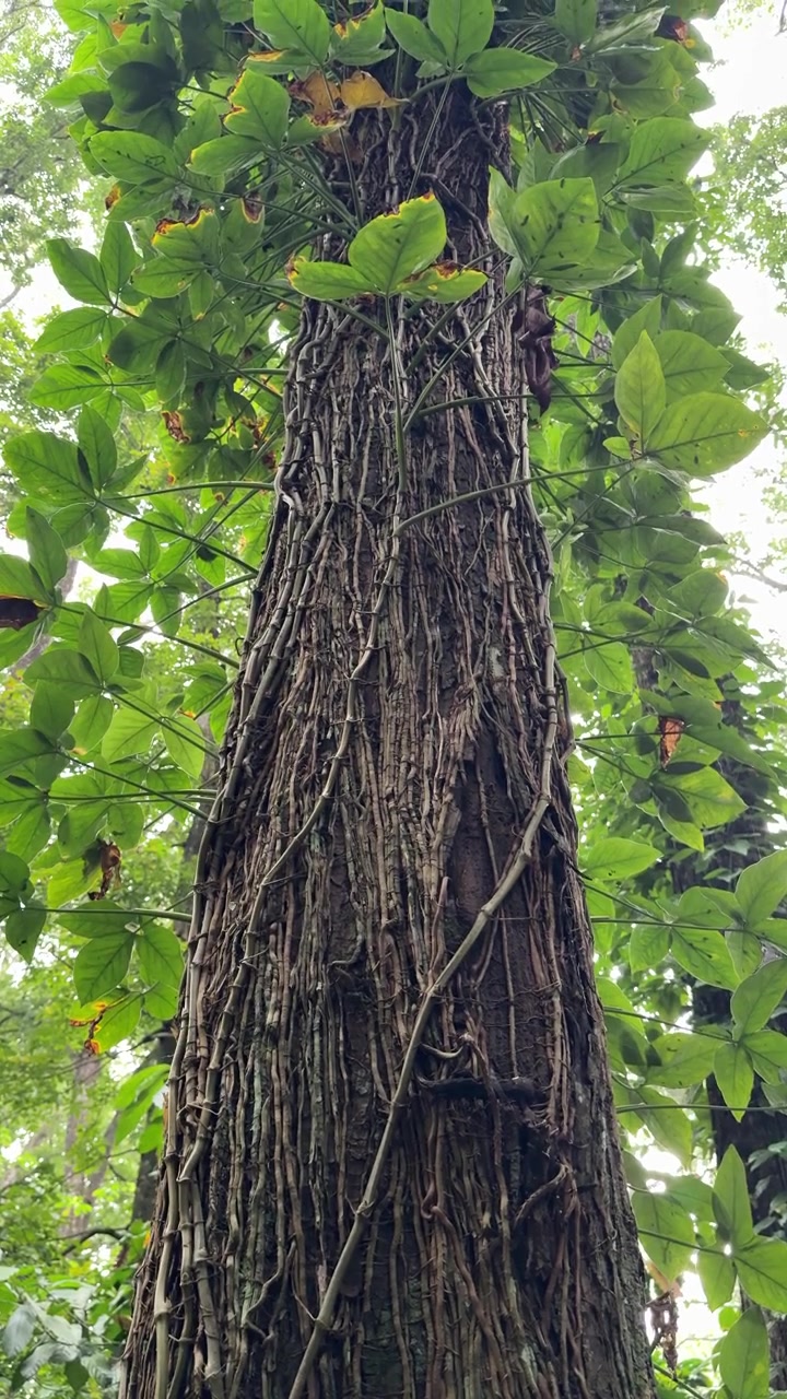 Tall Tree Trunk Covered in Vines and Green Leaves in a Forest