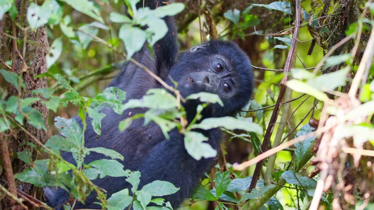Giovane gorilla di montagna mangia corteccia d'albero tra fitti rami e fogliame nella foresta di Bwindi, Uganda, usando le mani per tirare la vegetazione, ripresa in movimento con teleobiettivo a mano