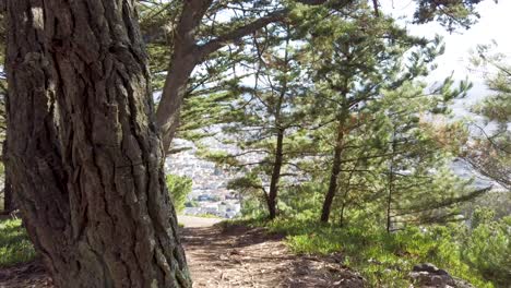 city view from a mountain in south san francisco trekking trail with residential houses pine trees grass and blue sky
