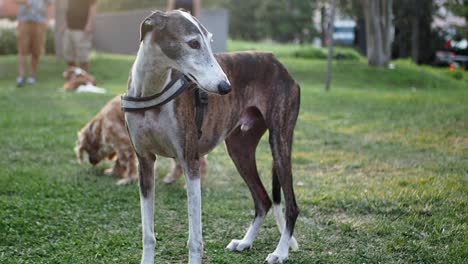 dogs in a park