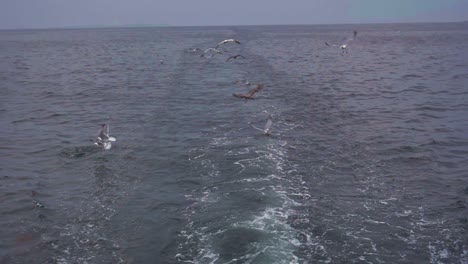 Slow-motion-view-of-seagulls,-Kittiwakes-and-gannets-diving-into-the-sea-chasing-fish-scraps-thrown-into-the-ocean-from-a-passing-boat