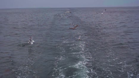 vista en cámara lenta de gaviotas, kittiwakes y alcatraces sumergiéndose en el mar persiguiendo restos de pescado arrojados al océano desde un barco que pasa
