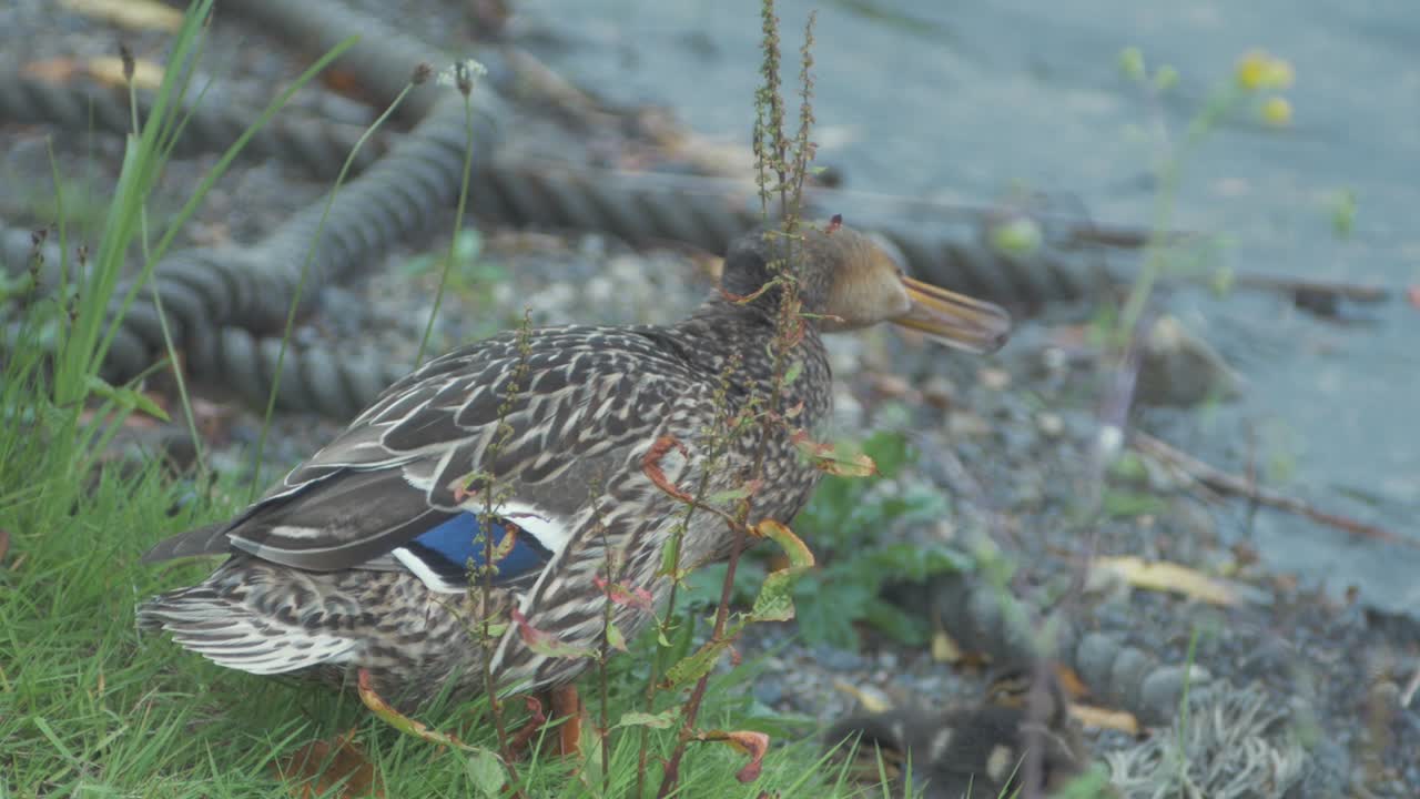청둥오리 암컷 오리가 해안선에서 가슴 깃털을 가지치기하고 있다
