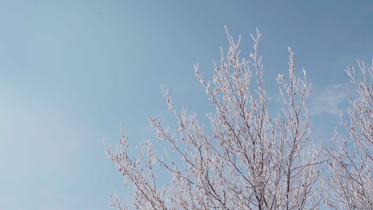 Bare tree branches covered in snow sparkle against a bright blue winter sky, capturing a cold and serene seasonal landscape