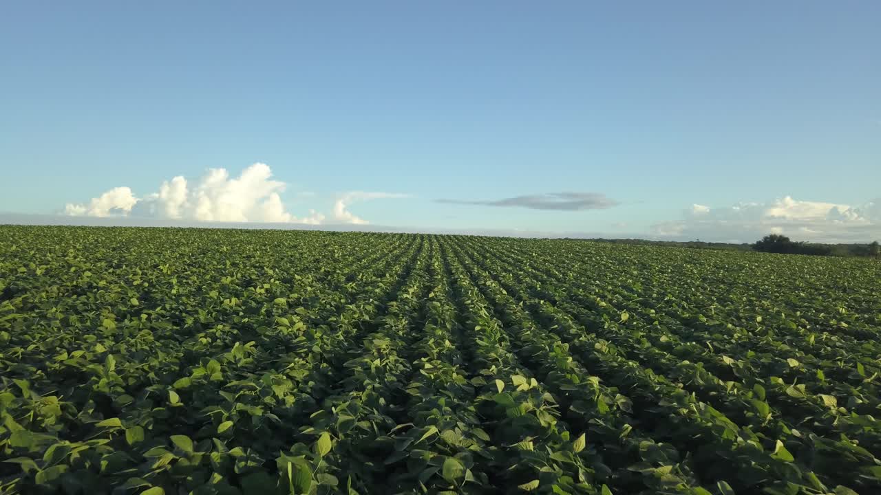 campos de soja en brasil