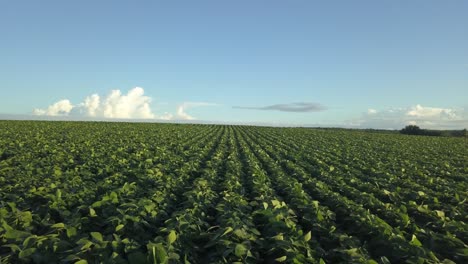 Campos-De-Soja-En-Brasil