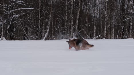 aussie puppy is watching. walking with dogs in snowy winter park.