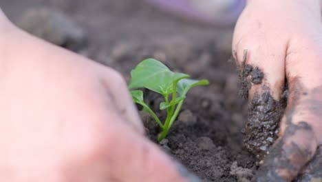 hands planting a small green seedling in soil