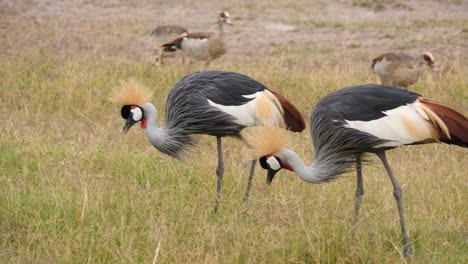 las grullas coronadas se alimentan de hierba junto con los gansos egipcios en un safari matutino