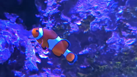 ocellaris clownfish swimming on reef under the sea