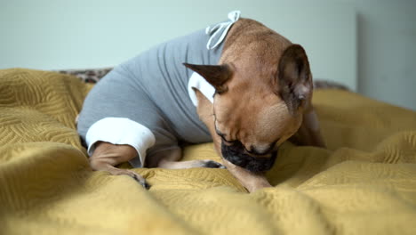 brown french bulldog in gray jacket licking paws on yellow blanket handheld shot