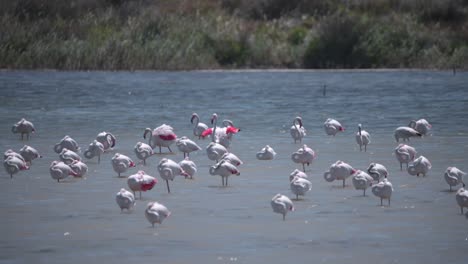 gran bandada de flamencos de pie en el agua del río que fluye a la luz del sol