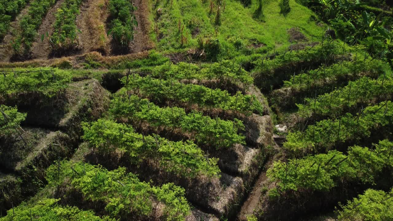 Bird's-Eye View with Tilt-Up Capturing the Exquisite Beauty of Sidemen's Paddy Fields in Bali, Indonesia