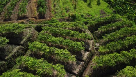 bird's-eye view with tilt-up capturing the exquisite beauty of sidemen's paddy fields in bali, indonesia