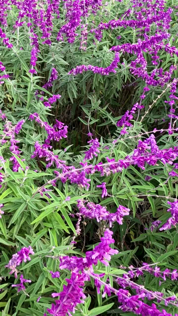 flores púrpuras vibrantes en el follaje verde exuberante