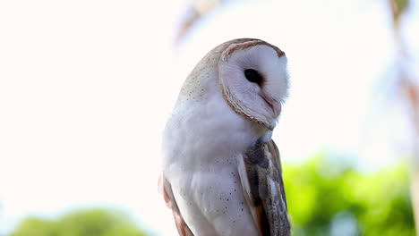 Clip-De-Cámara-Lenta-De-Un-Hermoso-Búho-Blanco-Mirando-A-Su-Alrededor-Con-Grandes-Ojos-Negros,-Primer-Plano,-Animal-Salvaje