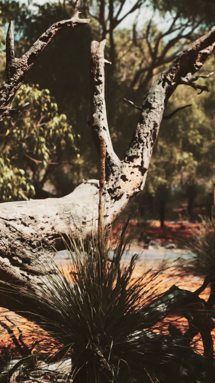 arbusto de arena roja con árboles