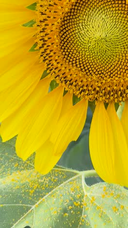 interacción de girasol y mano en un jardín vibrante