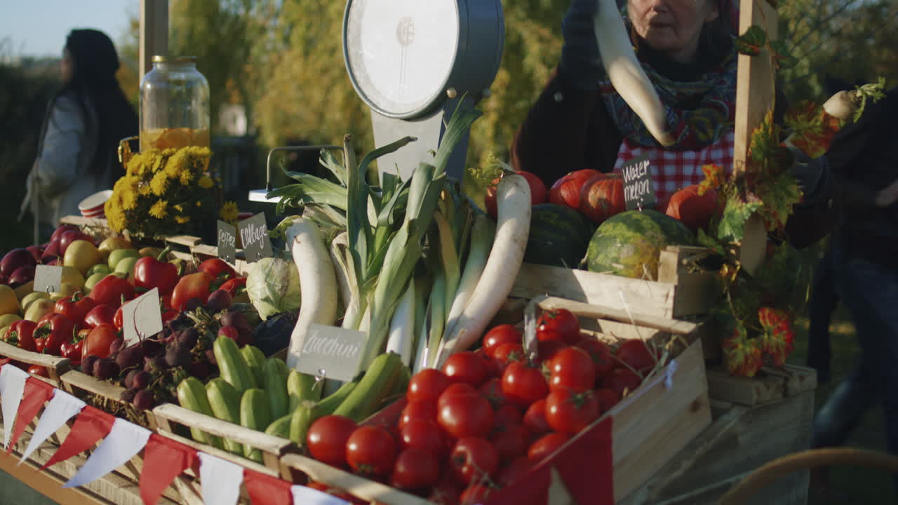 Farmer Lays out Fruits and Vegetables Farmer Lays out Fruits and Vegetables Owner of Point of Sale Looks Forward to Start Productive Work Day Elderly Woman Engages Favorite Job Vegetarian and Organic Food Agriculture