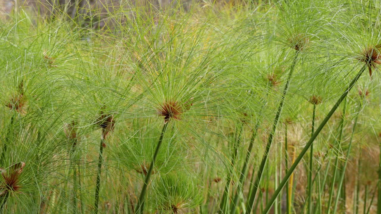 качающиеся травы и растения в мельбурне