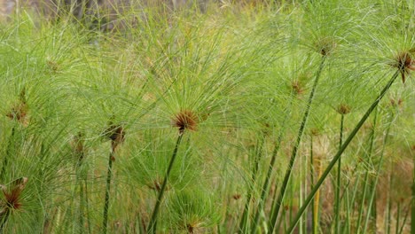 las hierbas y plantas que se balancean en melbourne