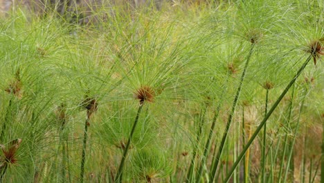 swaying grasses and plants in melbourne