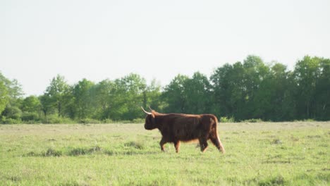 highland cow in a meadow