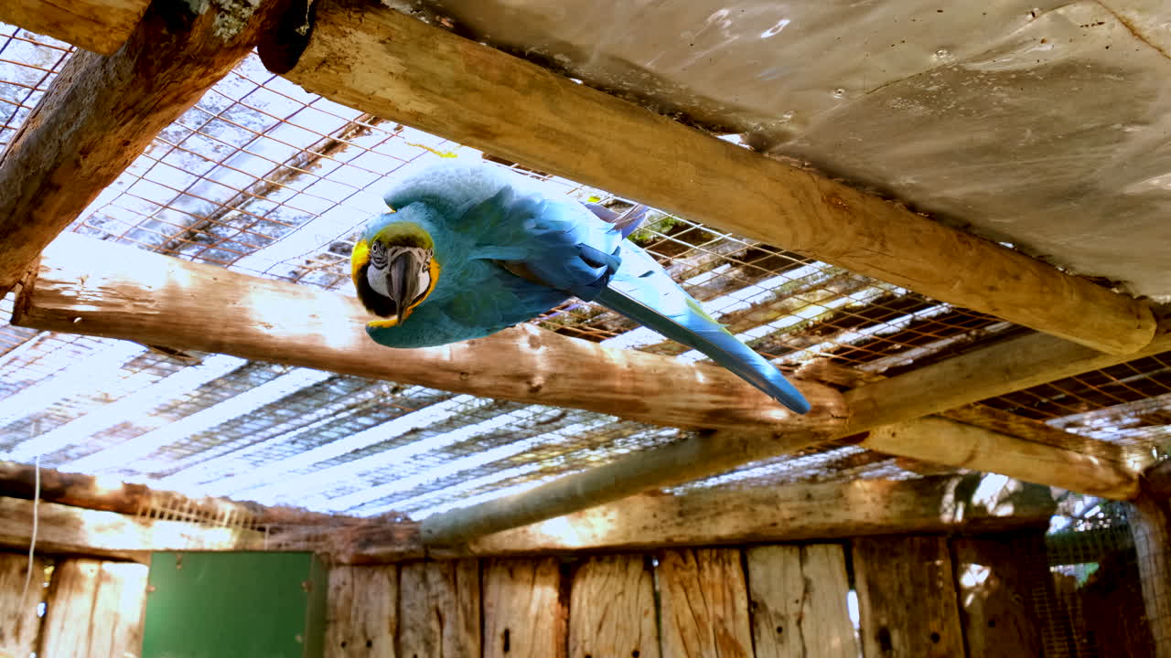 Striking colors of blue-and-yellow macaw hanging in cage at wildlife sanctuary