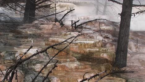 a shot of trees growing within a hot springs terrace