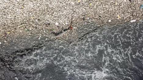 aerial view monitor lizard crawl beside river.