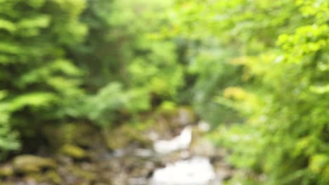 lush greenery surrounds a flowing forest stream