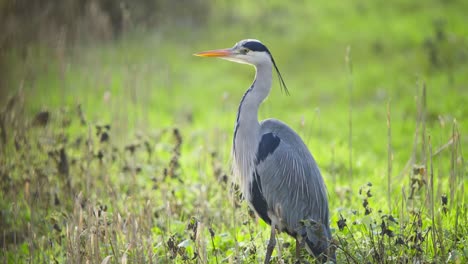 Grey-heron-bird-standing-still-in-long-wetland-grass,-looking-around